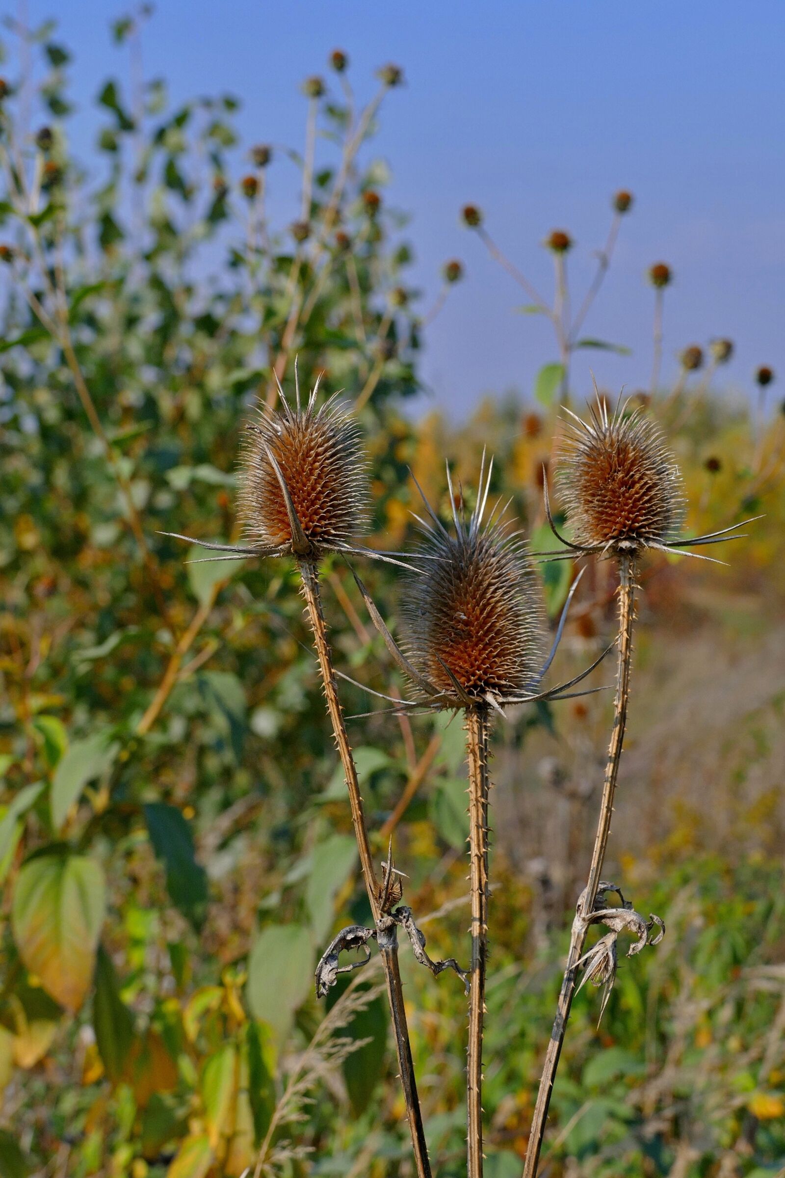 Panasonic Lumix DMC-FZ1000 sample photo. Thistle, plant, natural photography