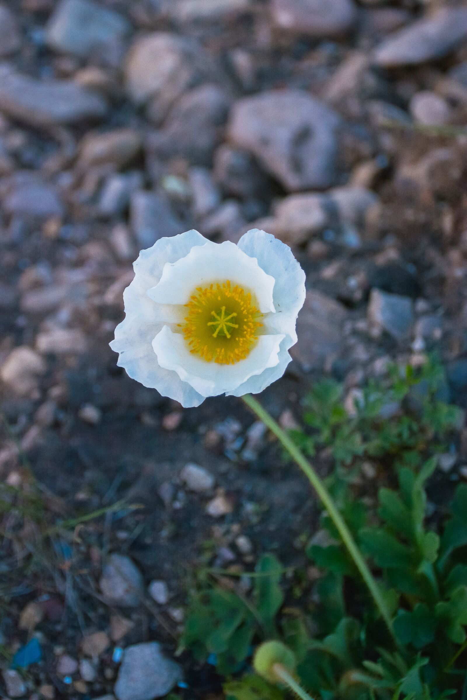 Nikon D7100 sample photo. Poppy, bloom, white photography
