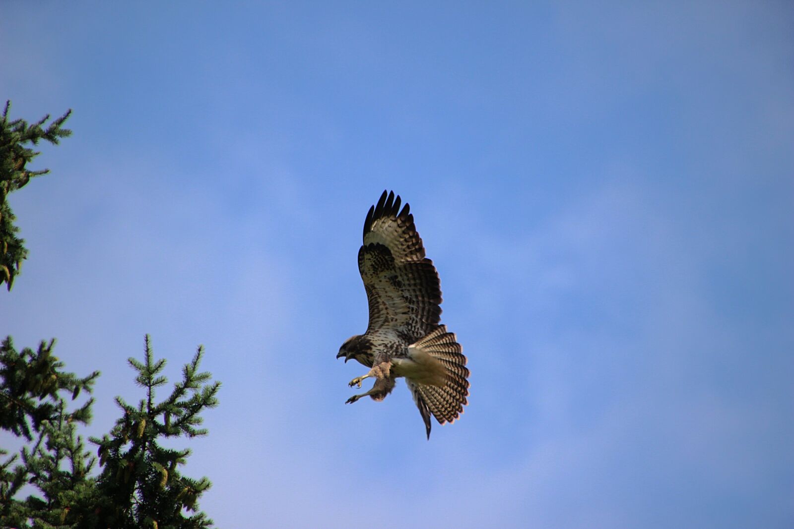Canon EOS 600D (Rebel EOS T3i / EOS Kiss X5) sample photo. Common buzzard, bird of photography