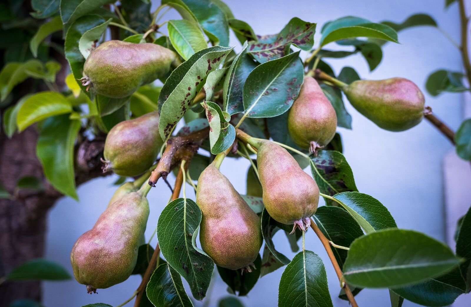 Fujifilm X-T2 sample photo. Pears, tree shrub, garden photography