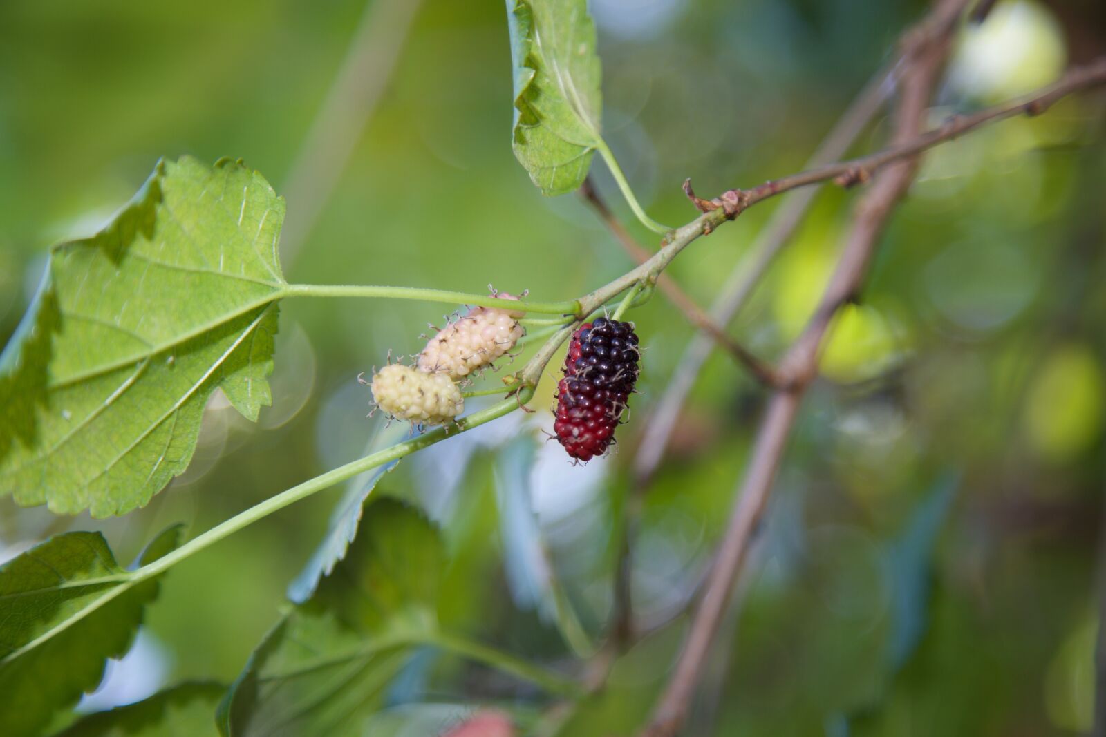 Canon EF 24-105mm F4L IS USM sample photo. Mulberry, nature, fruit photography