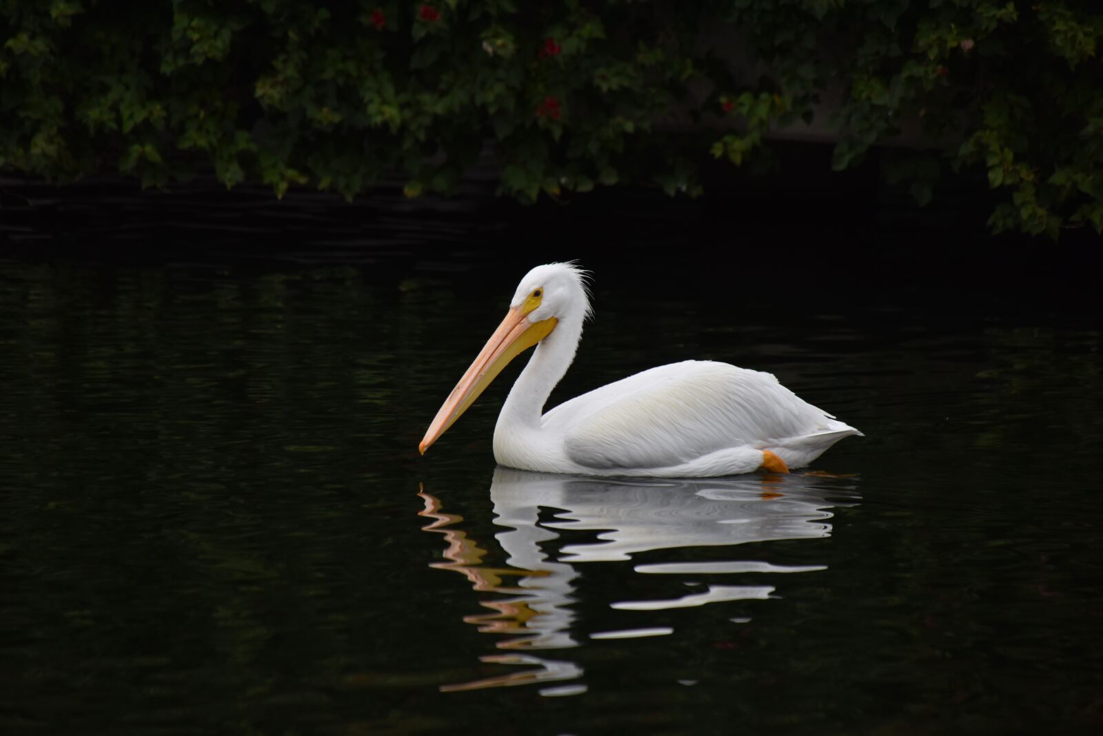 Nikon D750 sample photo. Pelican, white, bird photography