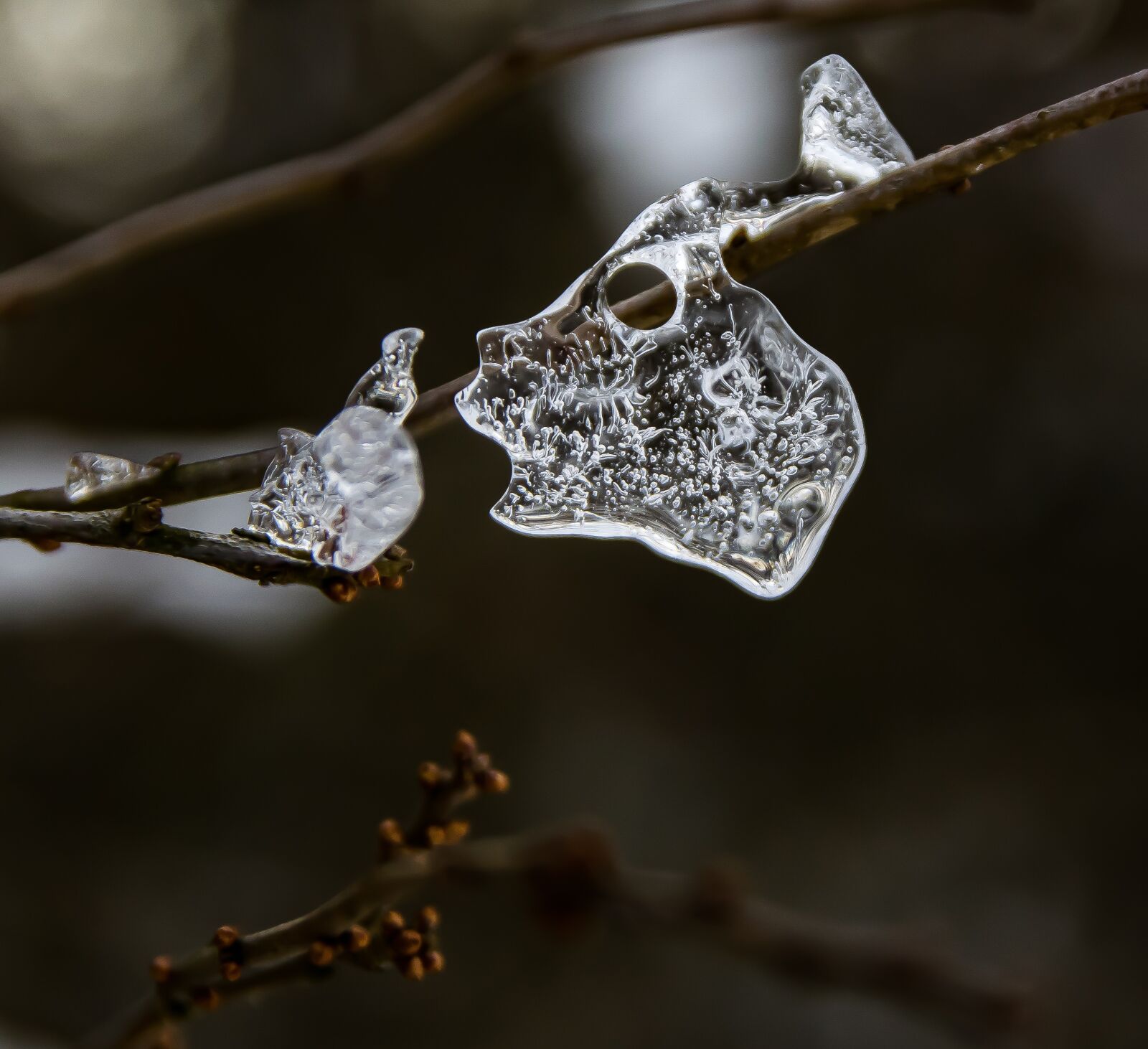 Nikon D3300 sample photo. Slovakia, winter, nature photography