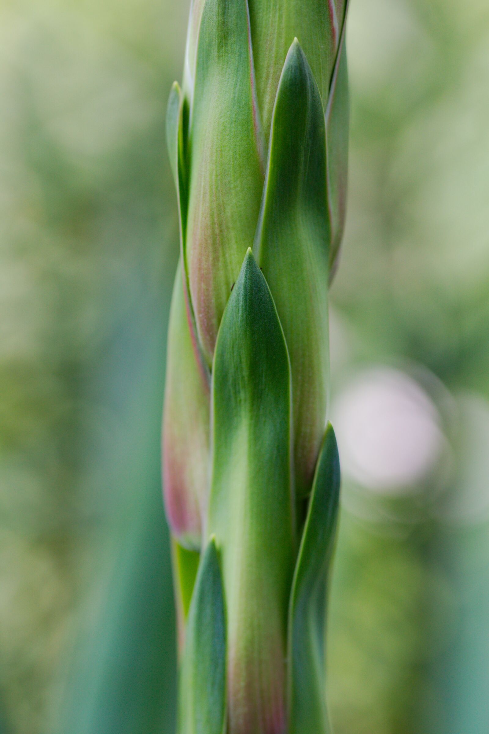 Canon EOS 6D sample photo. Growth, plant, leaf photography