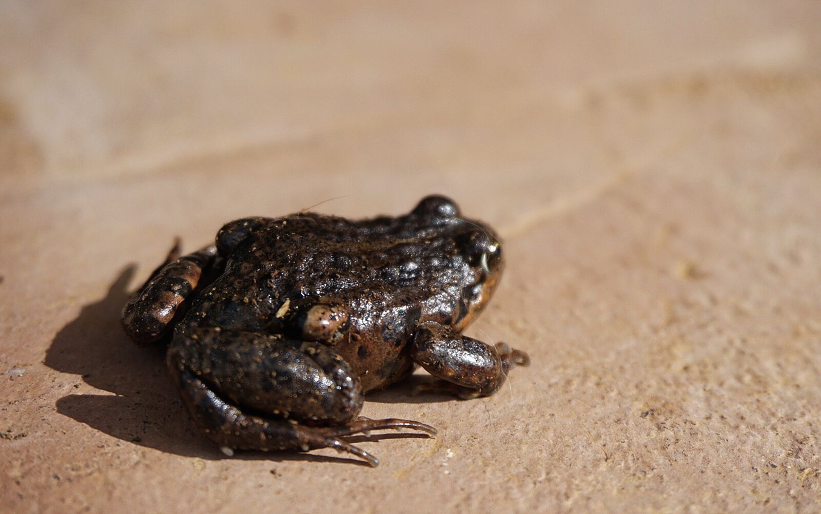 Sony a6000 sample photo. Frog, toad, amphibious photography