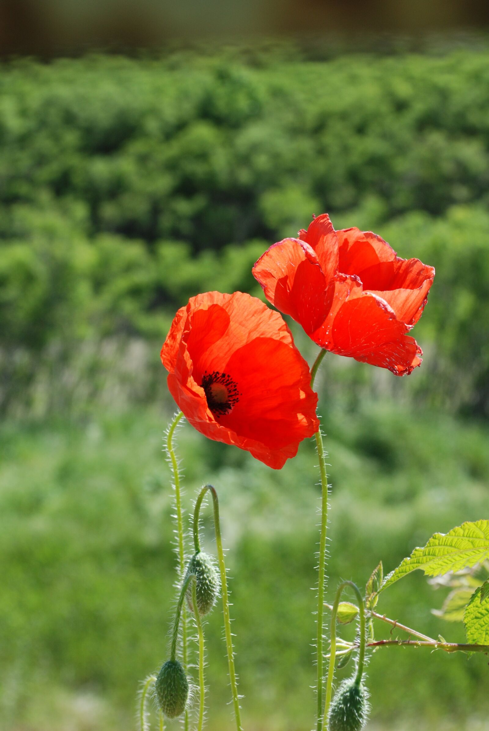 Nikon D80 sample photo. Abstract, flower, background photography