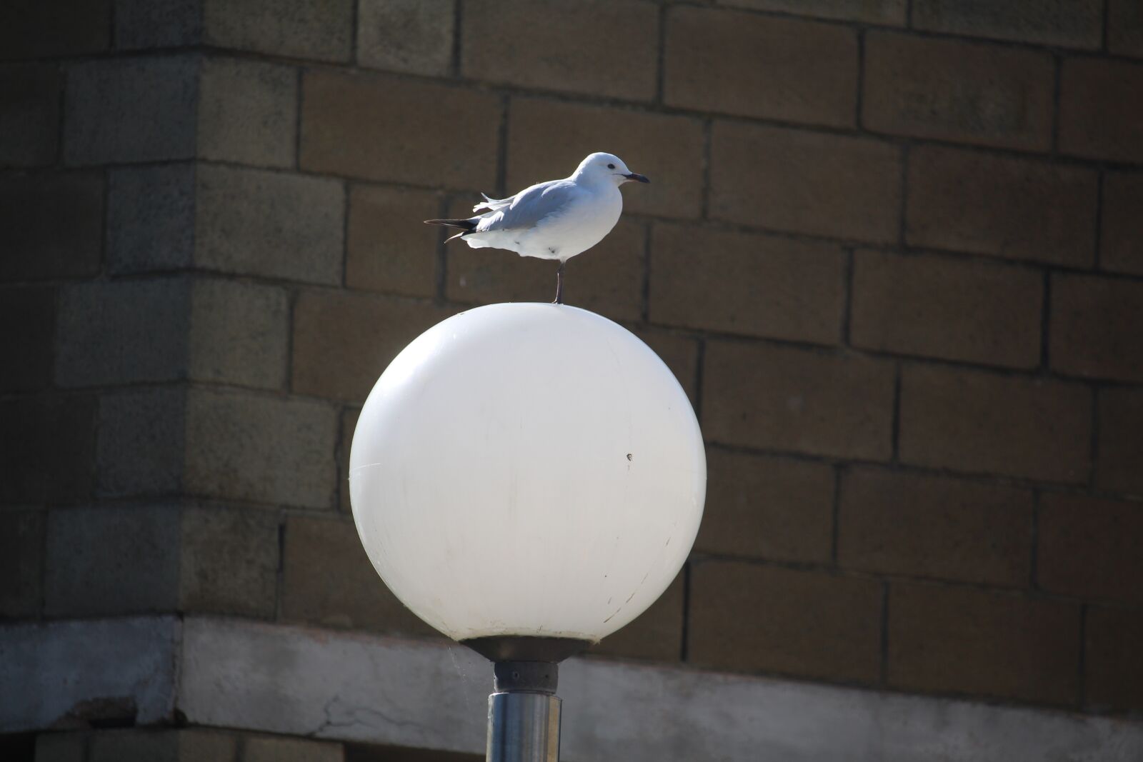 Canon EF-S 55-250mm F4-5.6 IS STM sample photo. Wall, outdoors, lamp photography