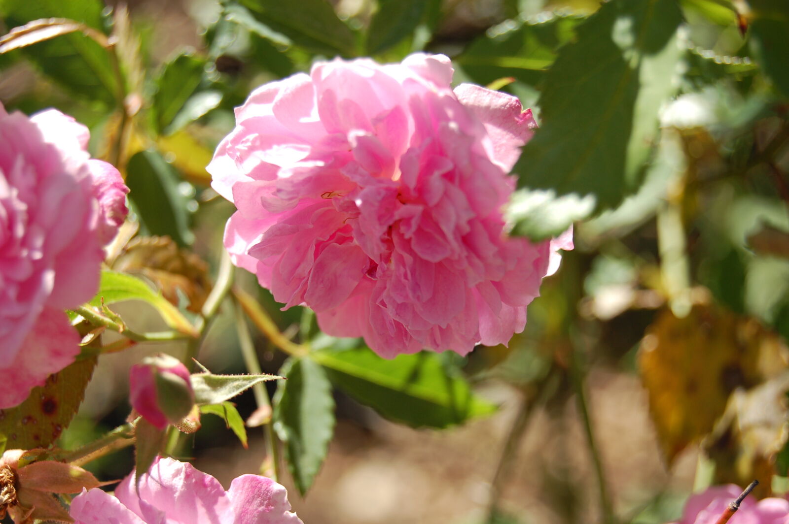 AF-S DX Zoom-Nikkor 18-55mm f/3.5-5.6G ED sample photo. Flower, garden, pink, flower photography