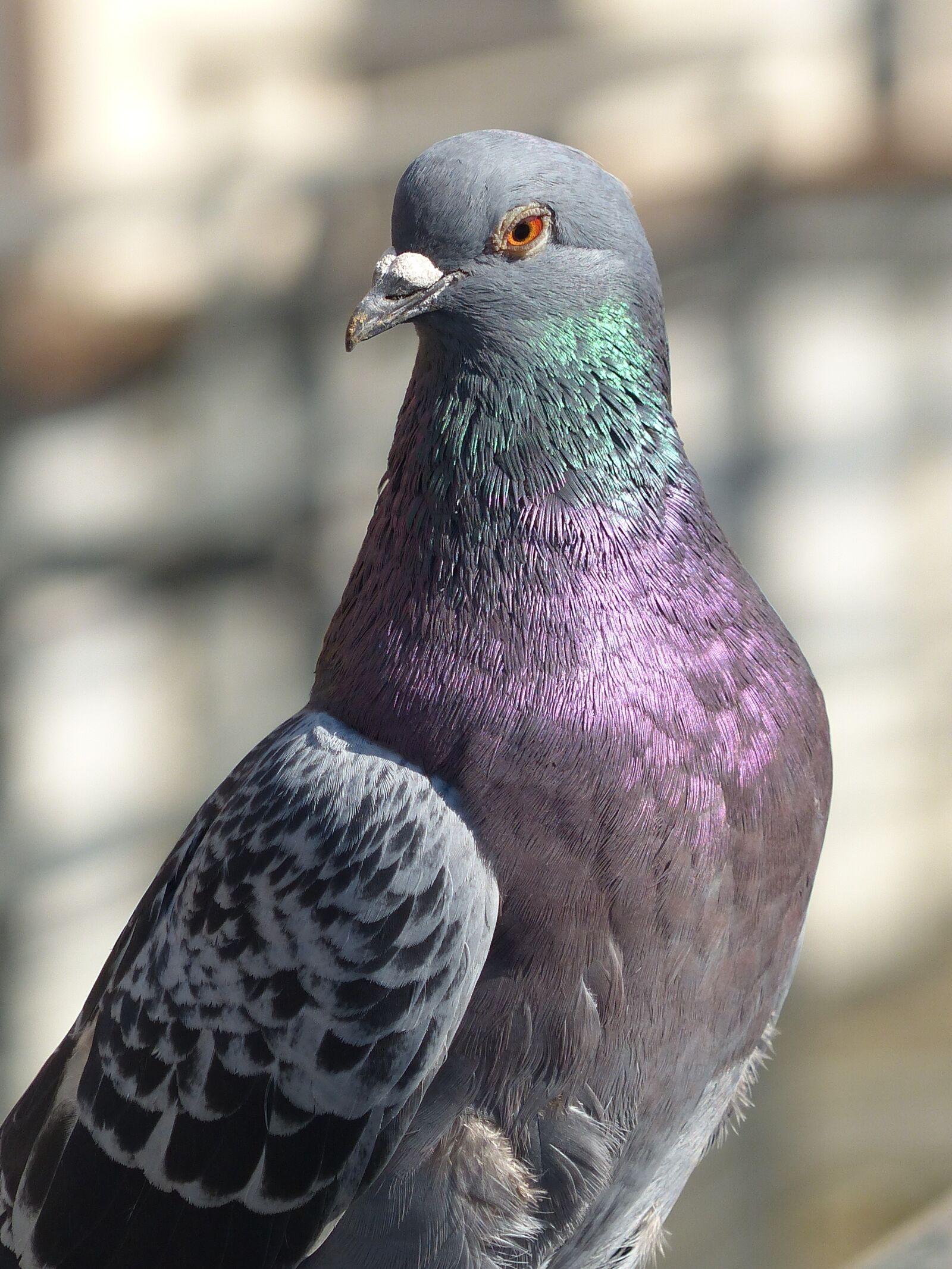 Panasonic Lumix DMC-FZ200 sample photo. Bird, pigeon, fauna photography