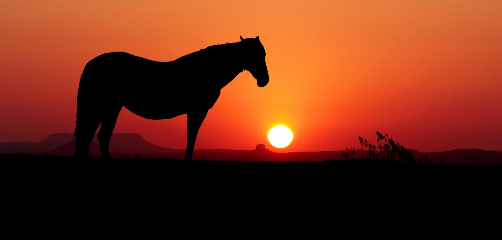 Panasonic Lumix DMC-FZ200 sample photo. Sunset, nature, horse photography