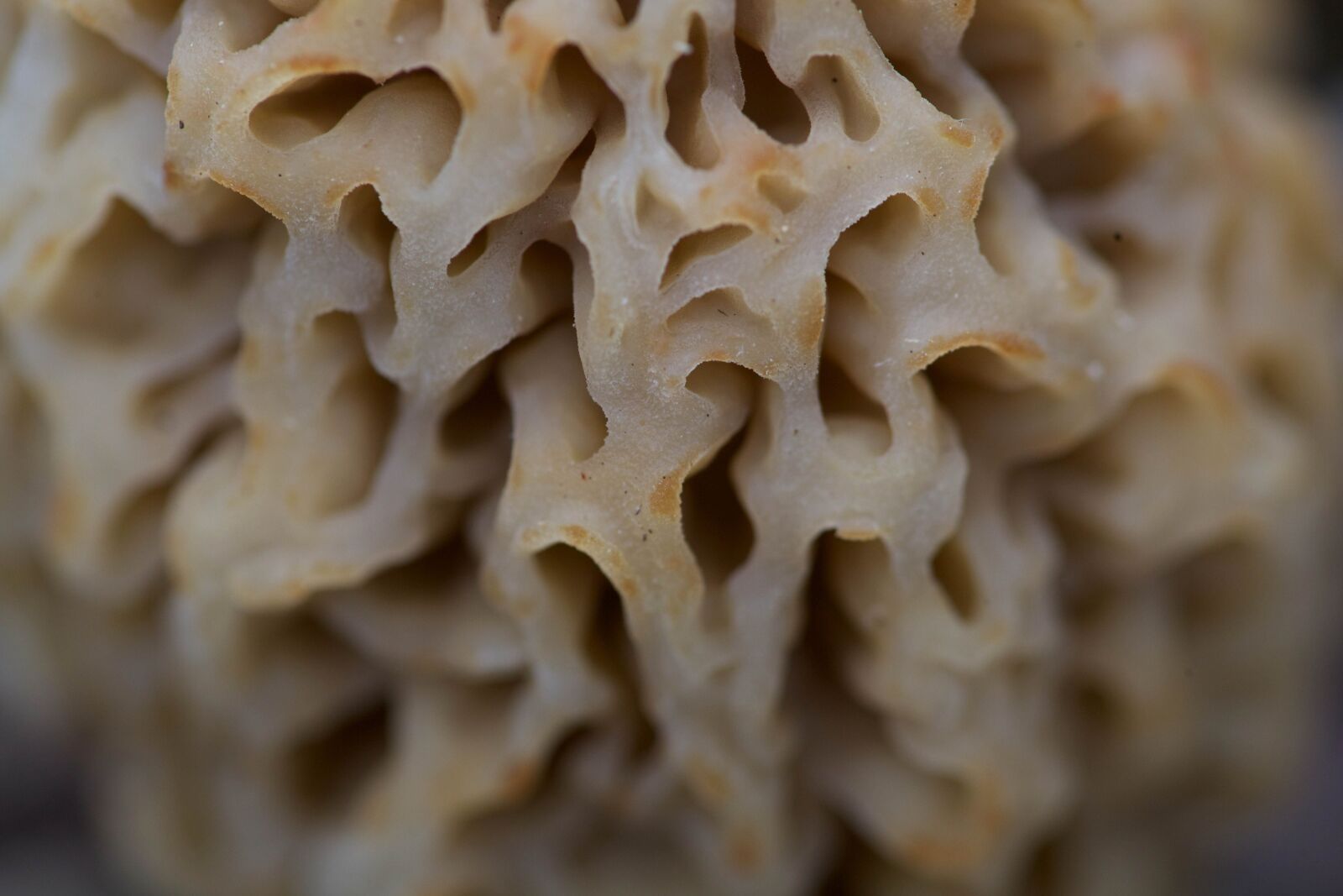 Canon EOS 5D Mark II sample photo. Lichens, fungi, macro, plant photography
