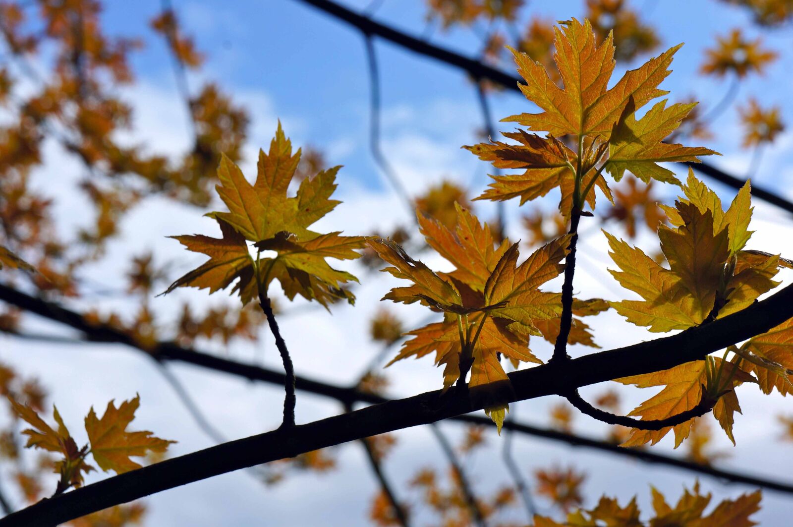 Sony Alpha NEX-5N sample photo. Tree, sky, leaves photography