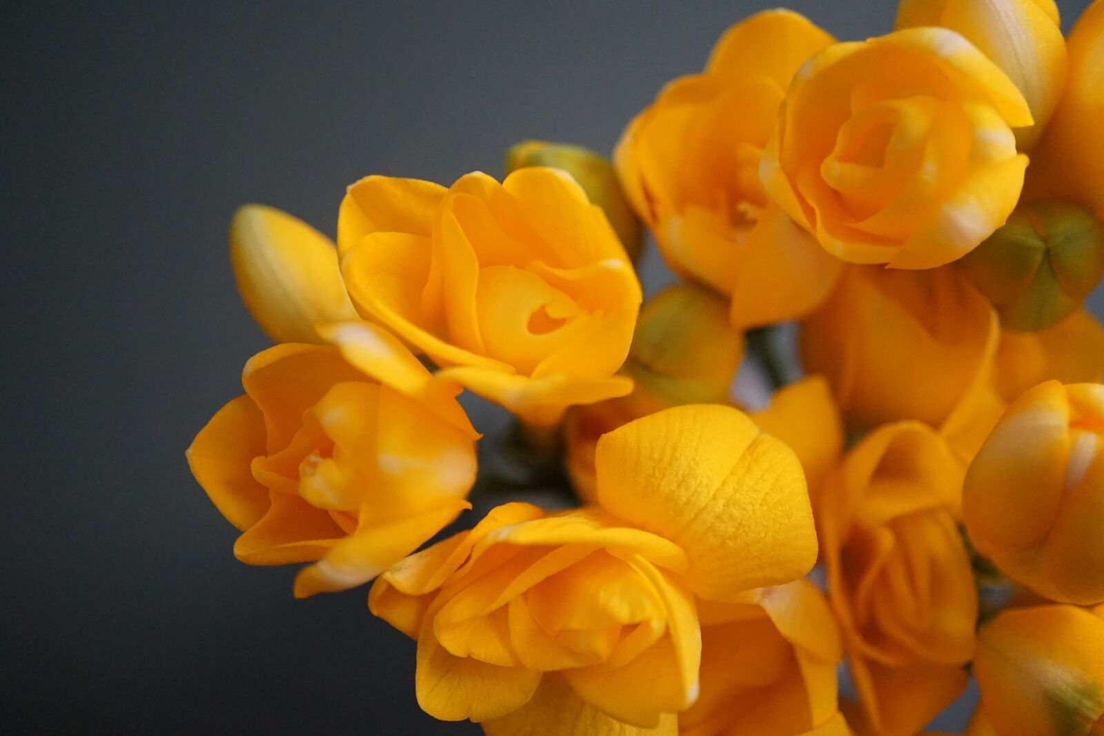 Sony a5100 + Sony E 30mm F3.5 Macro sample photo. Spring flowers, freesia, yellow photography