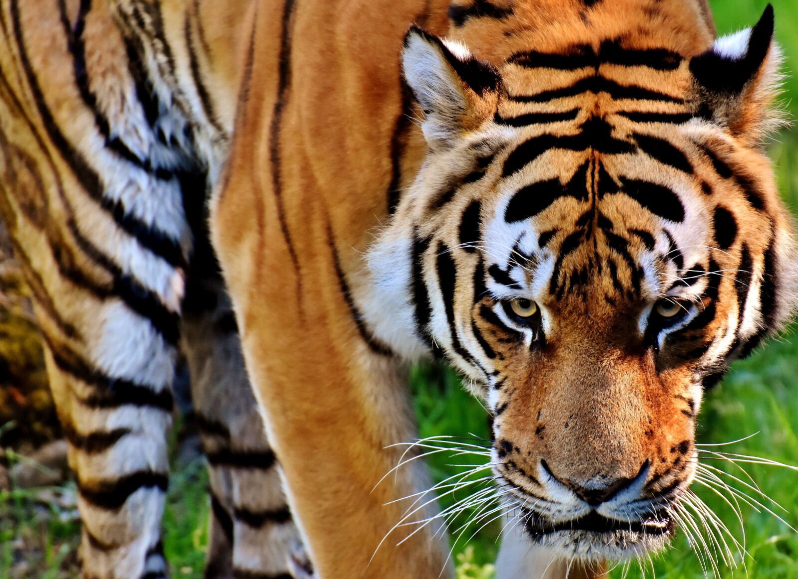 Nikon D7200 sample photo. Tiger, predator, fur photography