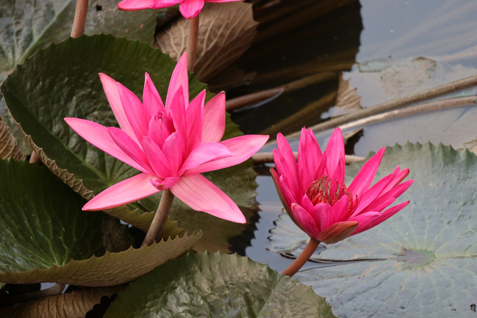 Canon EOS M6 sample photo. Waterlily, lotus, pink photography