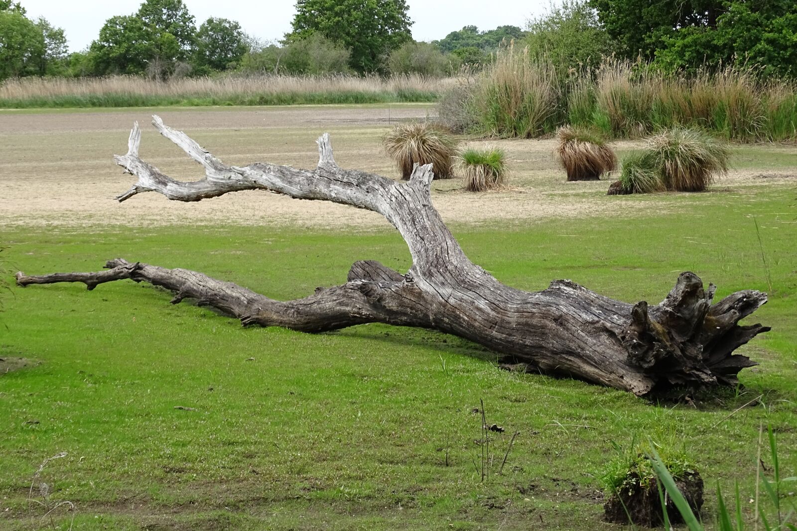 Sony Cyber-shot DSC-HX400V sample photo. Dead tree, dry pond photography