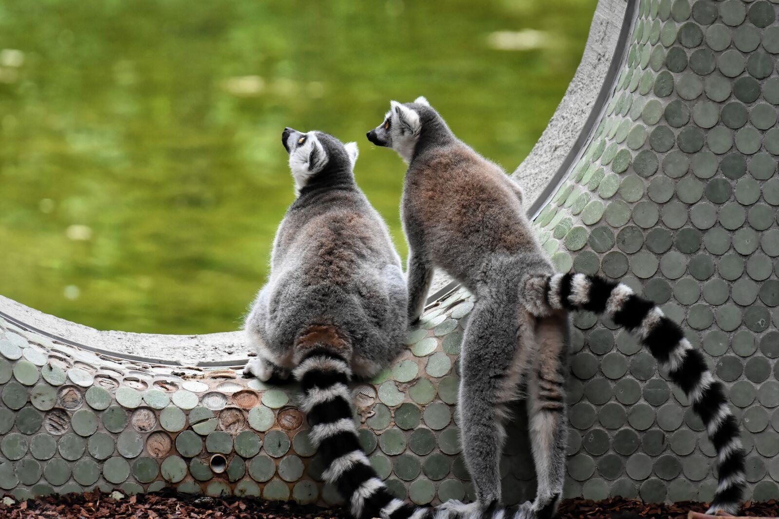 Nikon D7200 sample photo. Monkey, lemur, cute photography