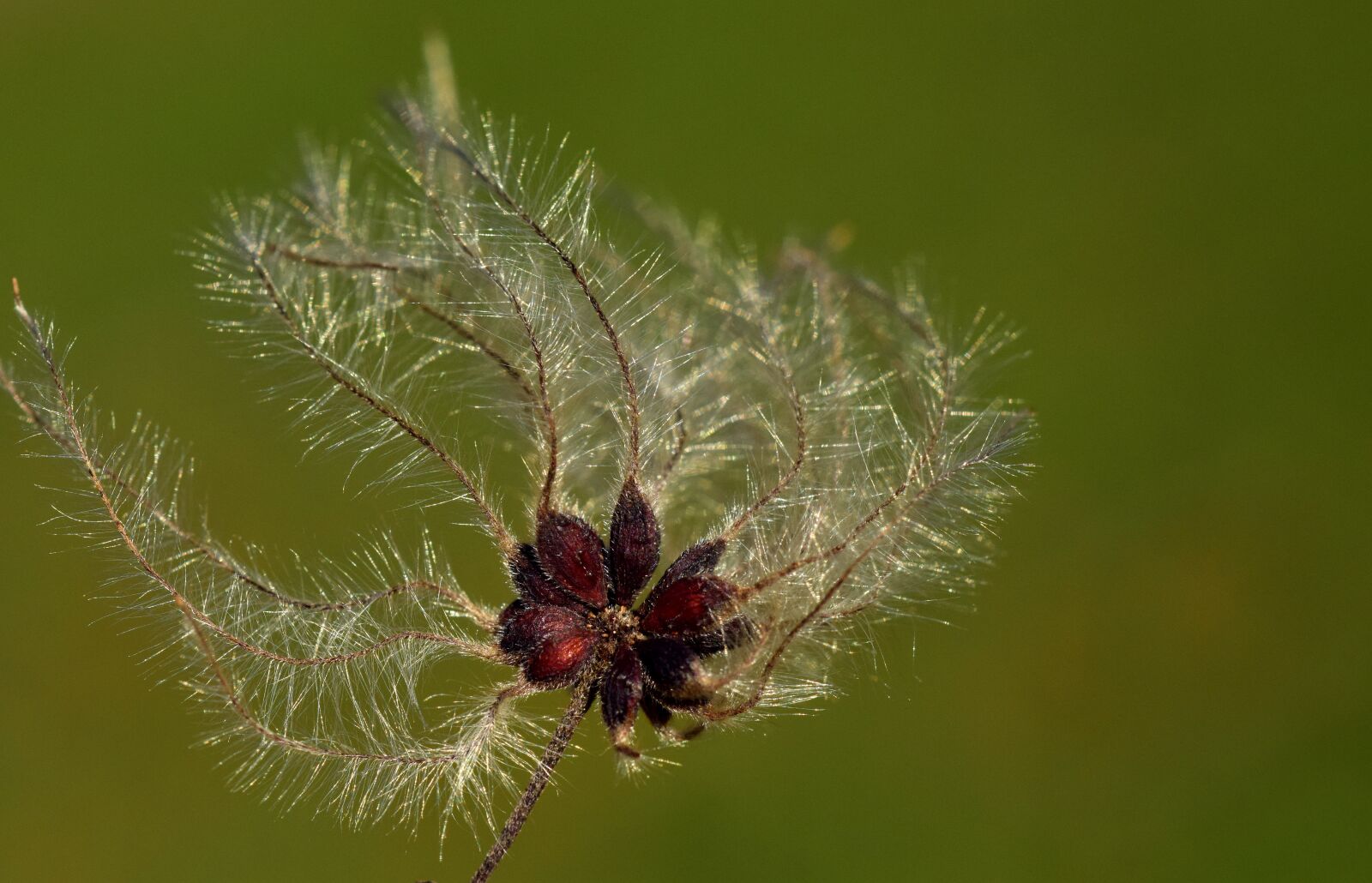 Nikon D3300 sample photo. Nature, same, close up photography