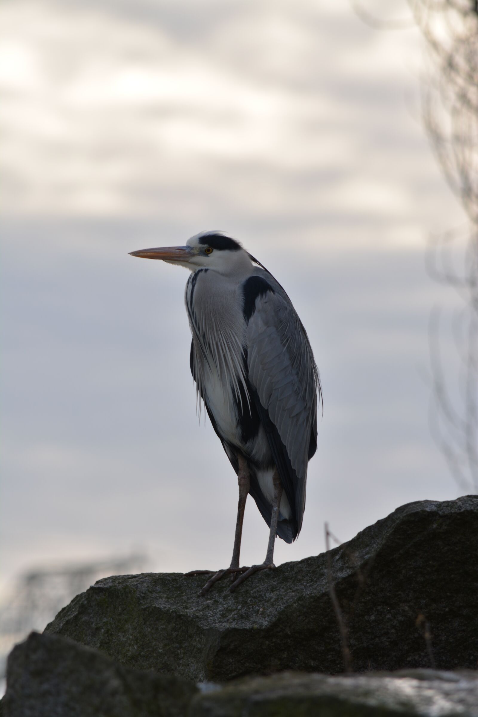 Nikon D5200 sample photo. Bird, animal world, nature photography