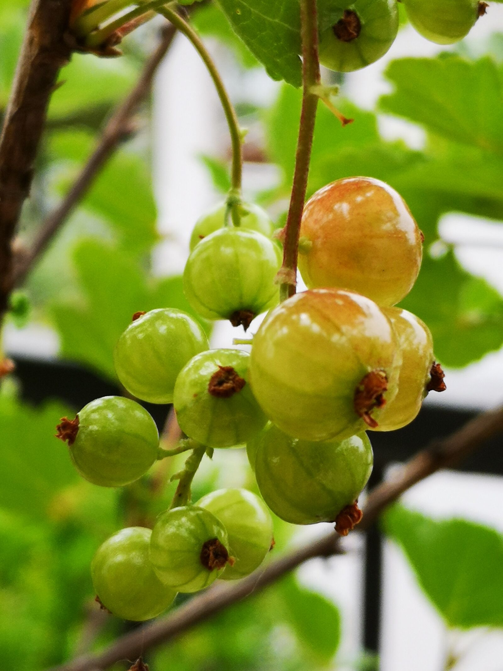 HUAWEI P20 sample photo. Currant, fruit, nature photography