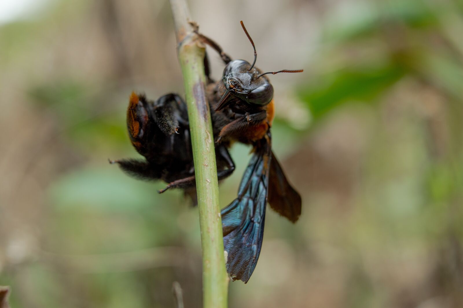 Nikon D3200 sample photo. Insect, nature, animal photography