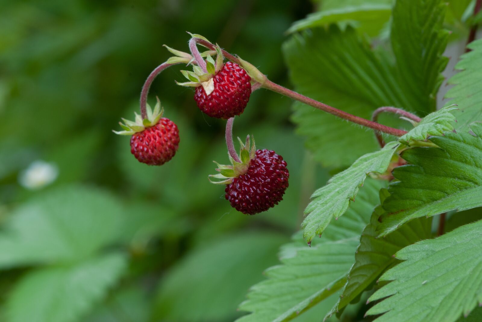 Nikon D60 sample photo. Strawberries, leaf, nature photography