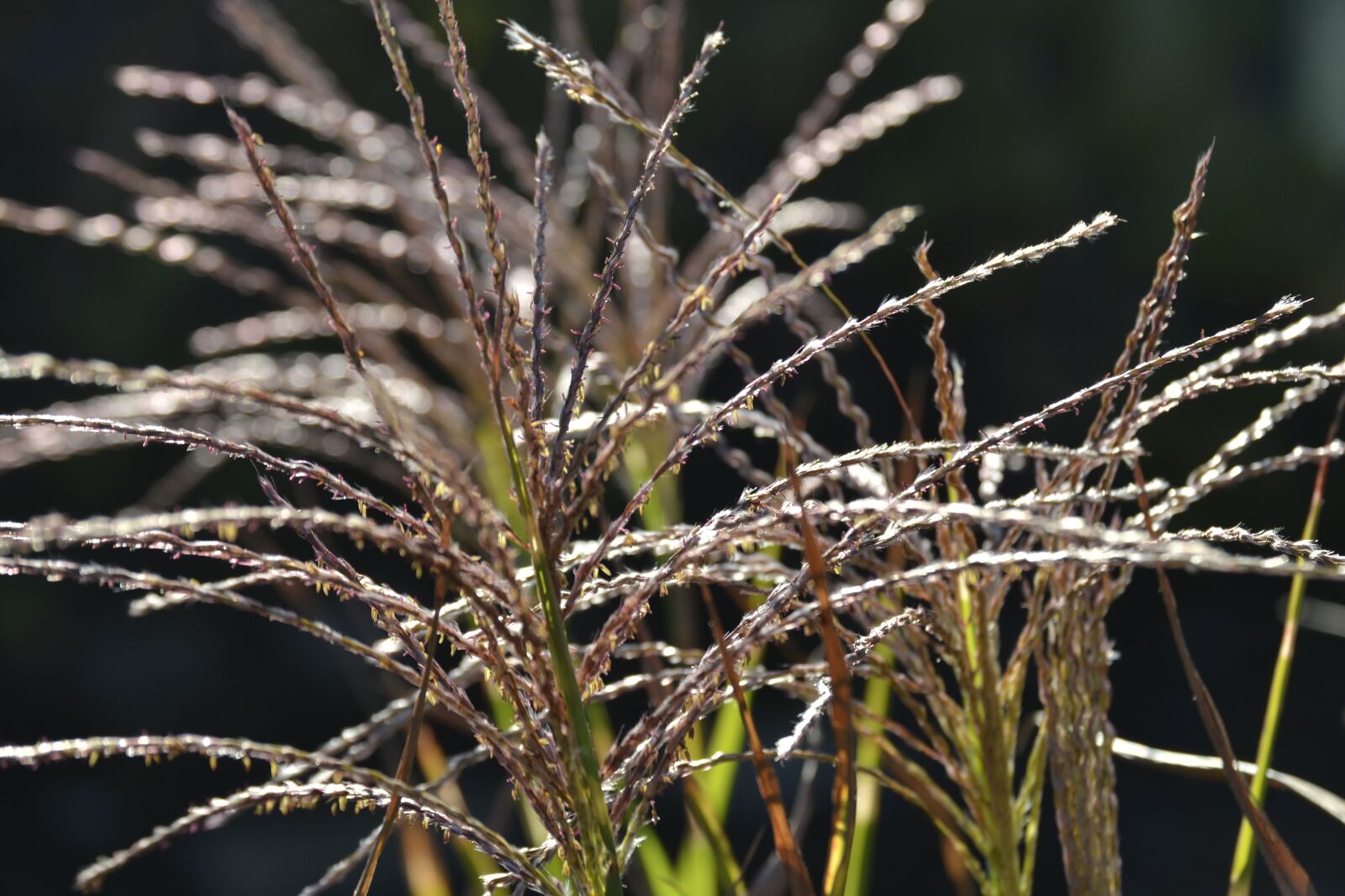 Nikon D3100 sample photo. Nature, plant, grass photography