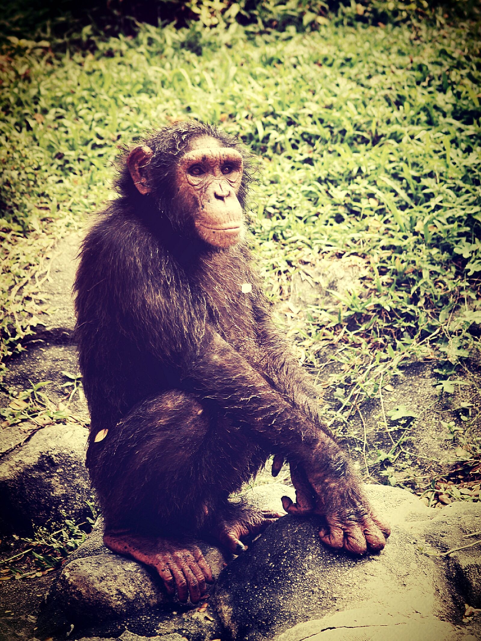 Olympus E-300 (EVOLT E-300) sample photo. Animal, monkey, chimp photography