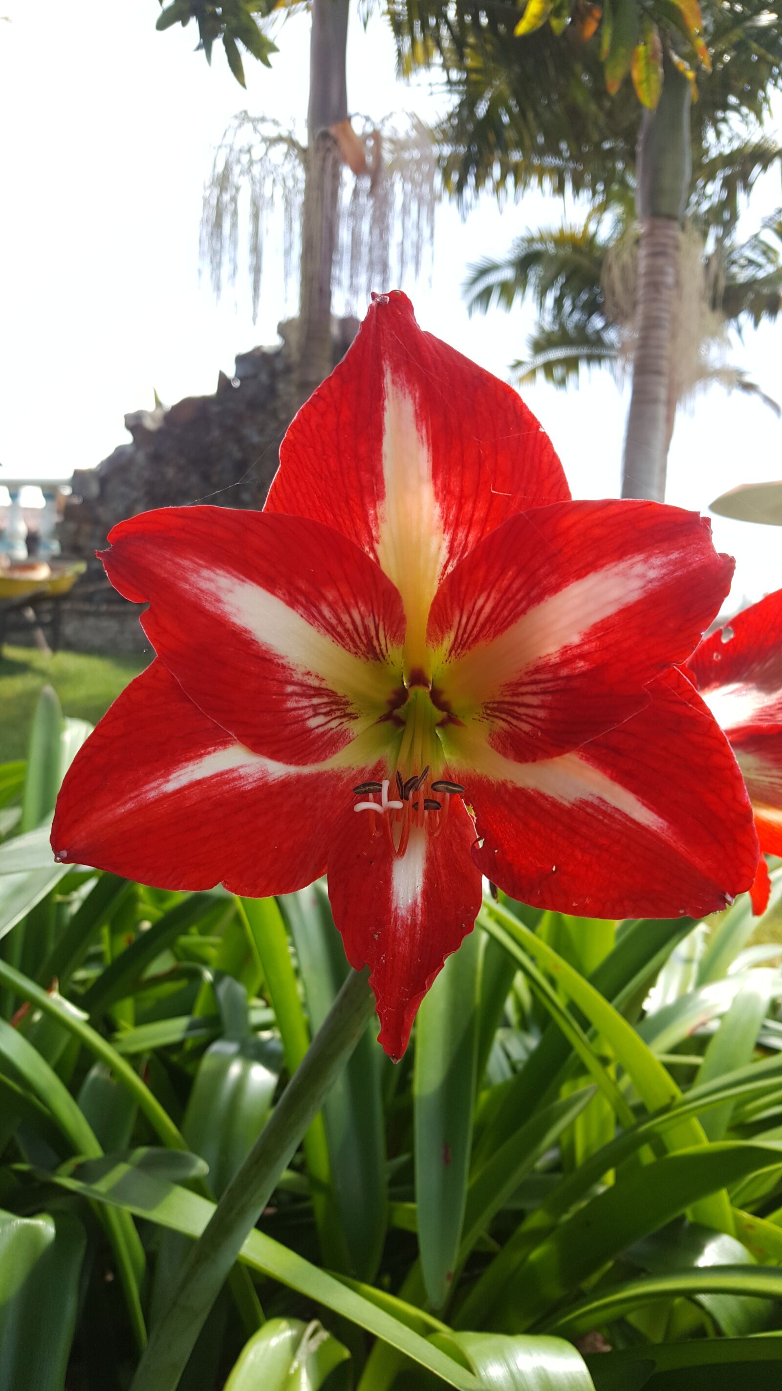 Samsung Galaxy Note5 sample photo. Flower, nature, plants photography