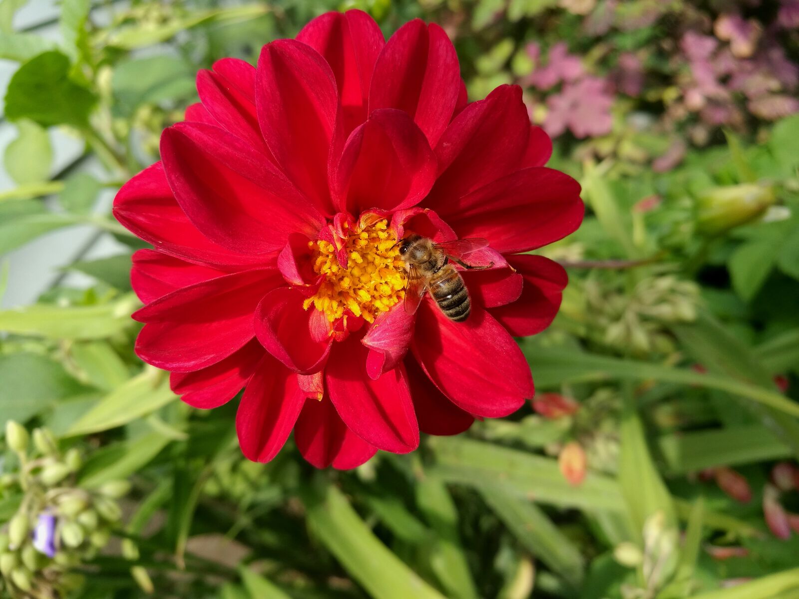 HUAWEI P9 sample photo. Dahlia, flowers, red photography