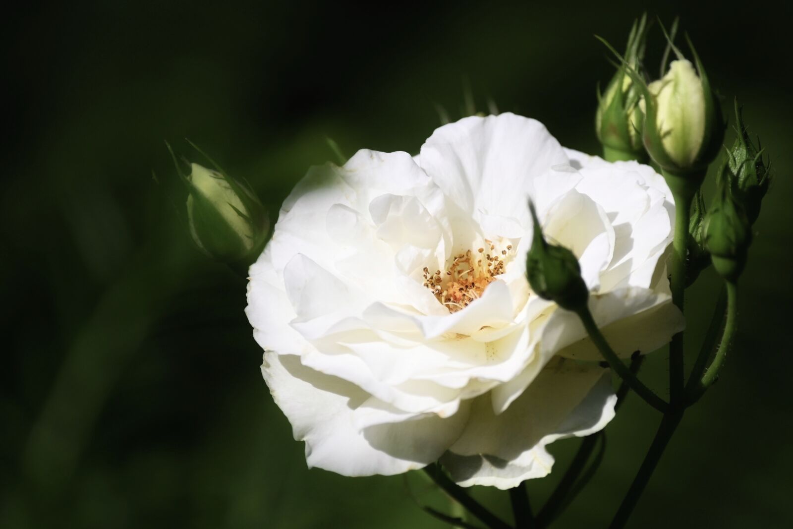 Nikon Z6 sample photo. Rose, bright, white photography