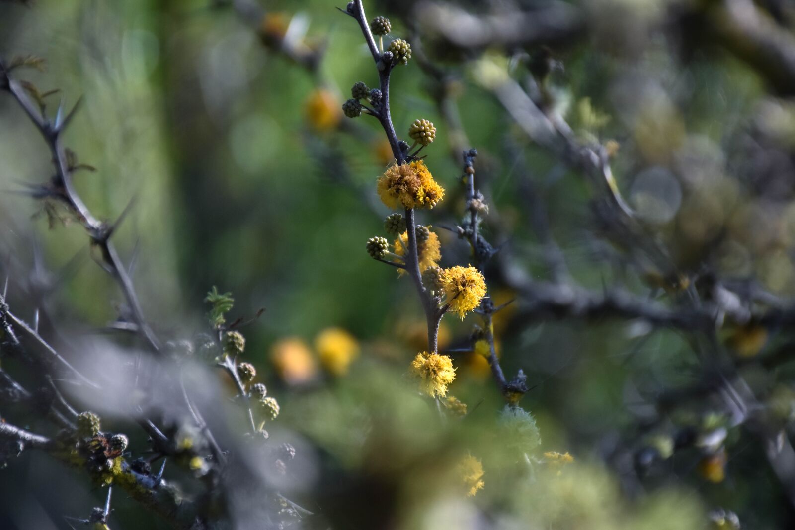Nikon D7200 sample photo. Flowers, plants, nature photography