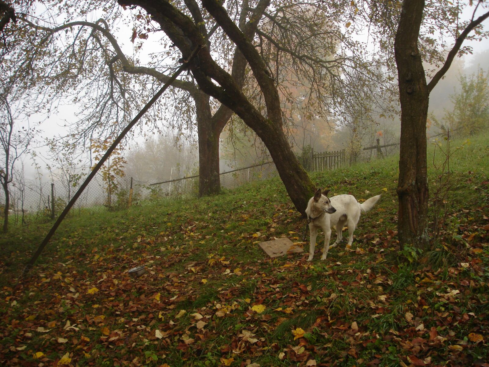 Sony DSC-W17 sample photo. Autumn, colours, dog, early photography