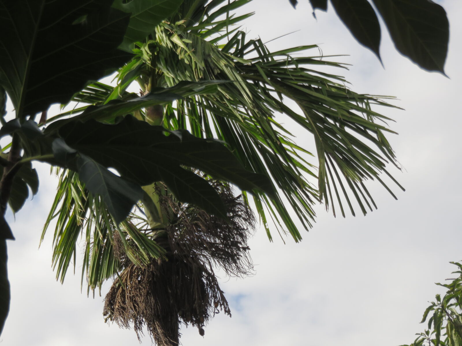 Canon PowerShot SX700 HS sample photo