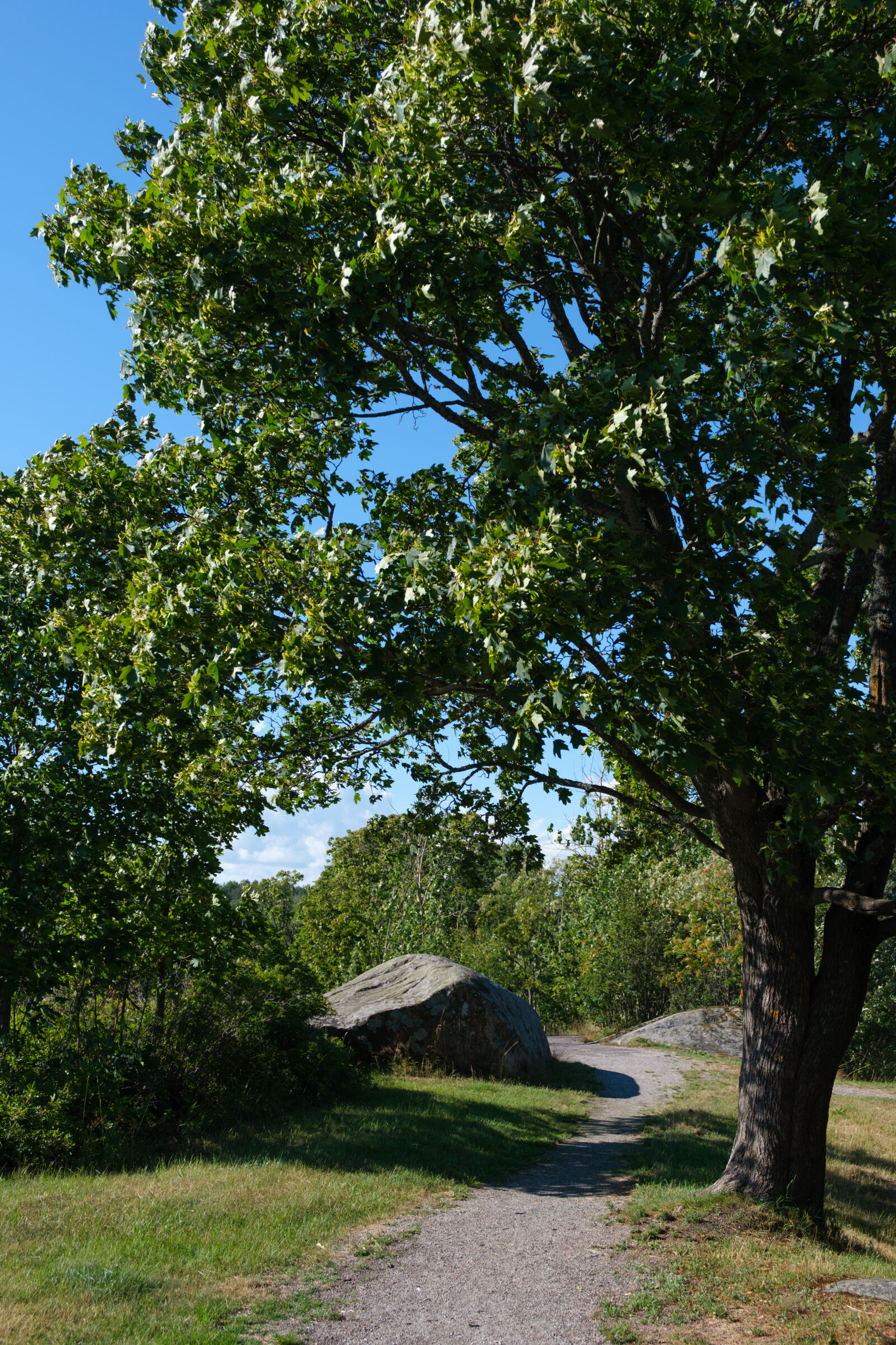 Fujifilm XF 16-50mm F2.8-4.8 R LM WR sample photo. Tree on top of photography