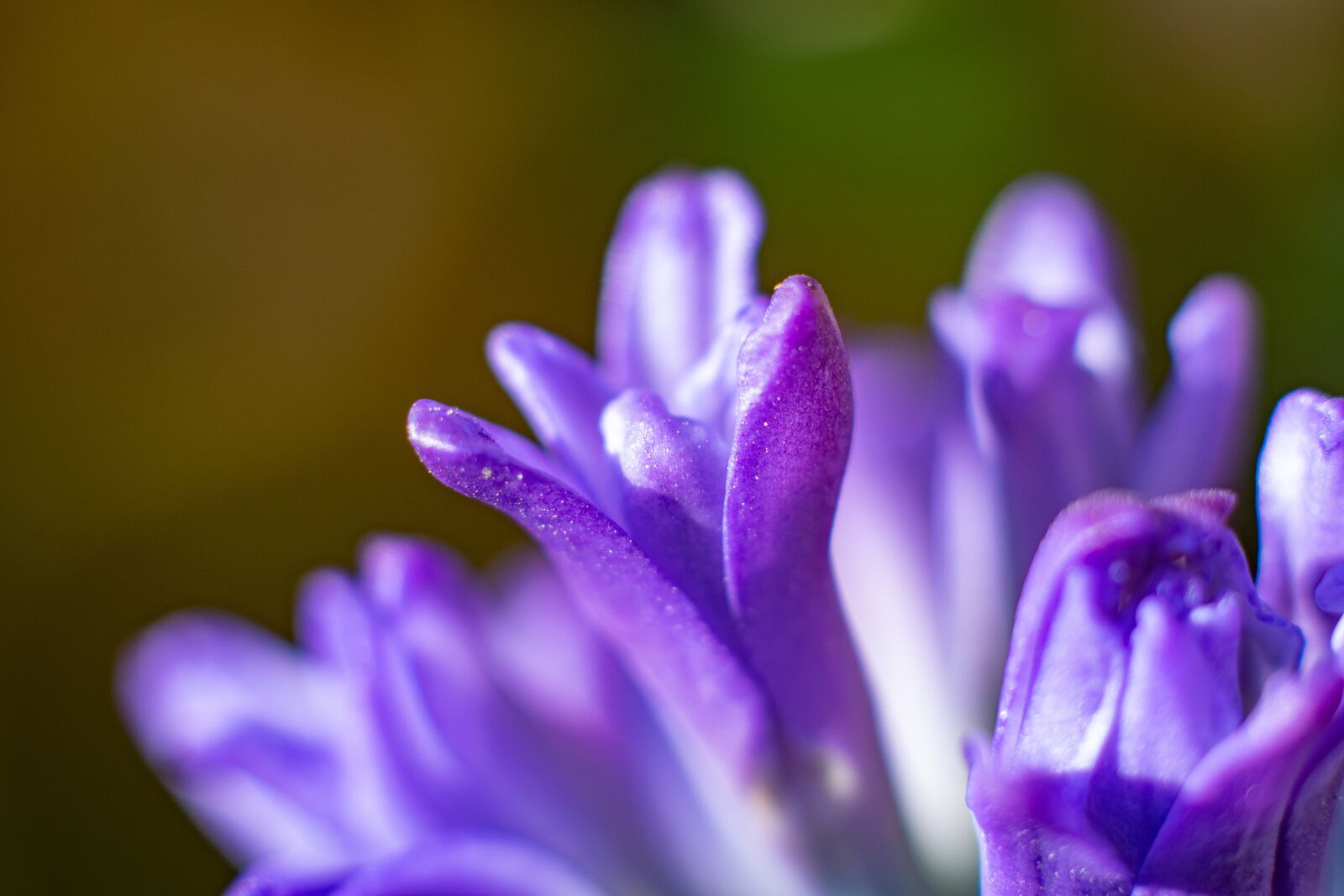 Nikon D3300 sample photo. Hyacinth, flowers, garden photography
