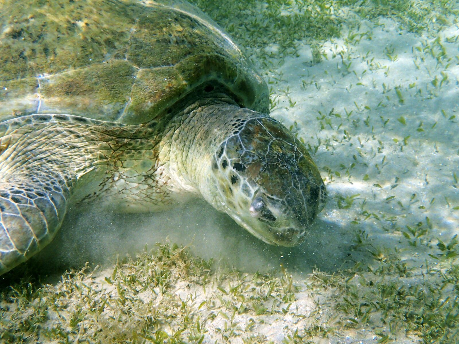 Olympus TG-4 sample photo. Underwater, turtle, diving photography