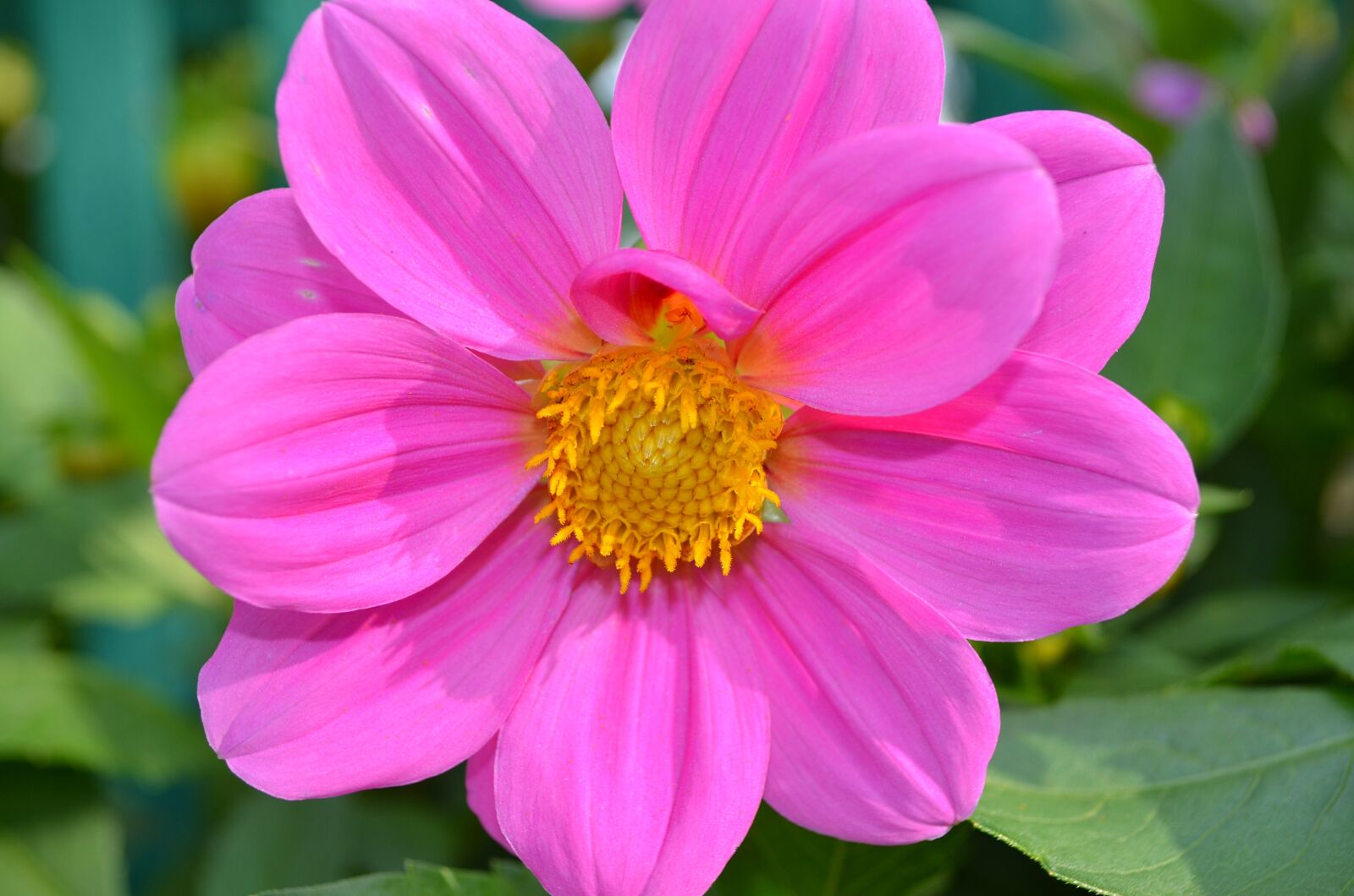 Nikon D5100 sample photo. Pink flower, dahlia, beauty photography
