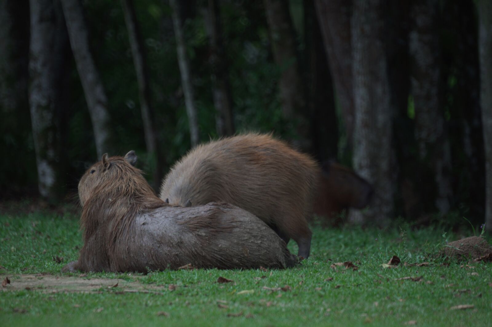 Sony 500mm F8 Reflex sample photo. Capybara, animals, brazil photography