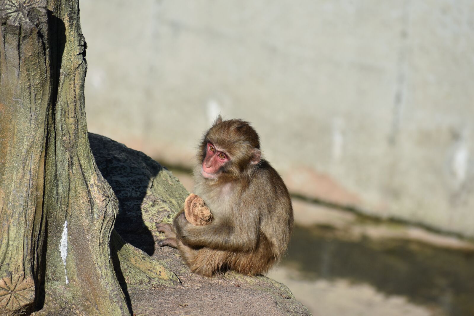Nikon D7200 sample photo. Animal, zoo, monkey photography