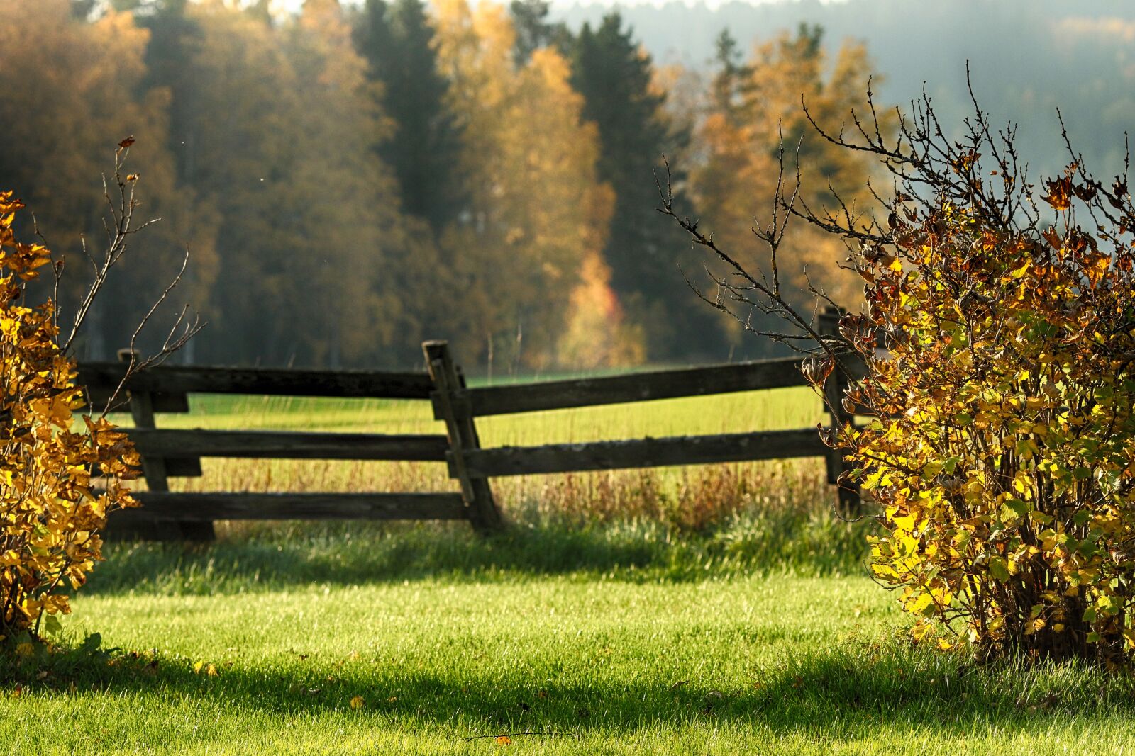 Canon EOS 7D Mark II + Canon EF 135mm F2L USM sample photo. Garden, autumn, fall photography