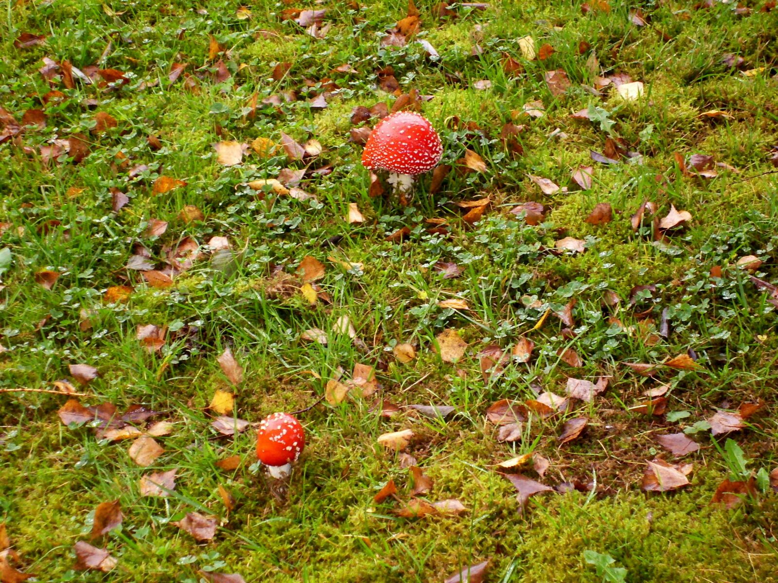 Digital Camera DigitalCAM sample photo. Mushrooms, fly agaric, meadow photography
