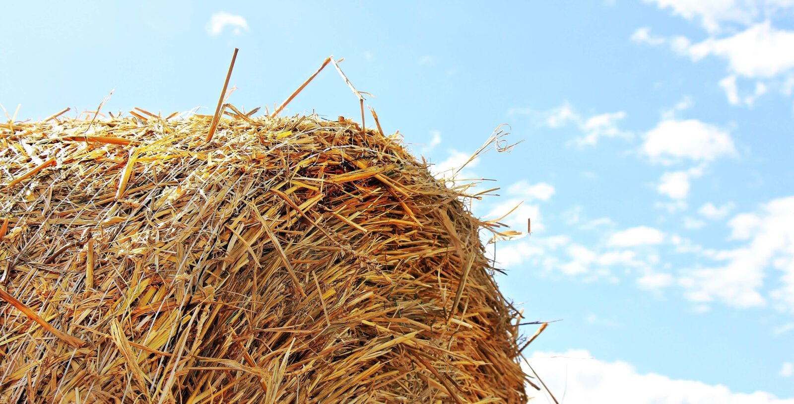 Canon EOS 550D (EOS Rebel T2i / EOS Kiss X4) sample photo. Straw, cereal, agriculture, nature photography
