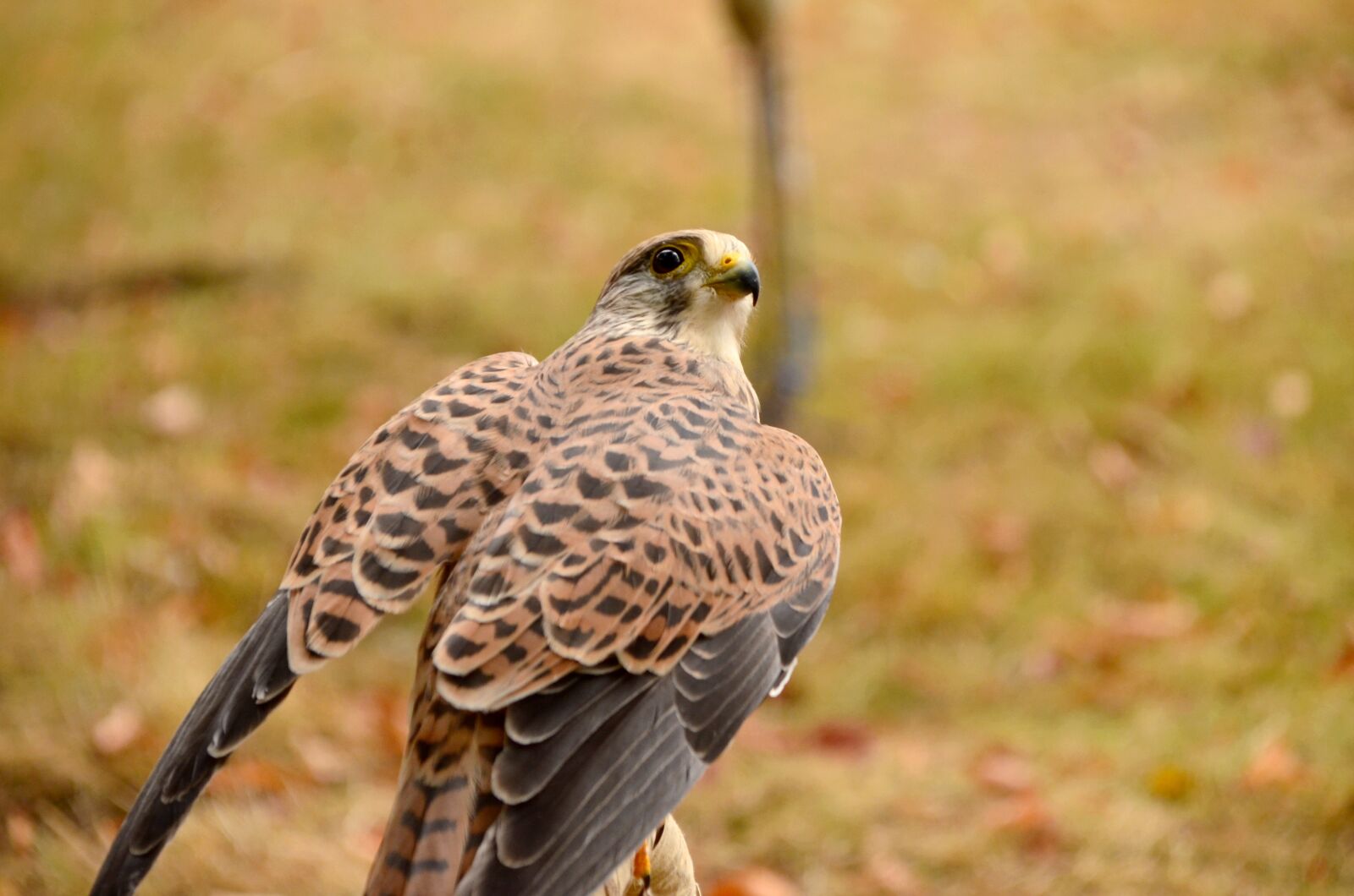 Nikon D5100 sample photo. Animal, avian, beak photography
