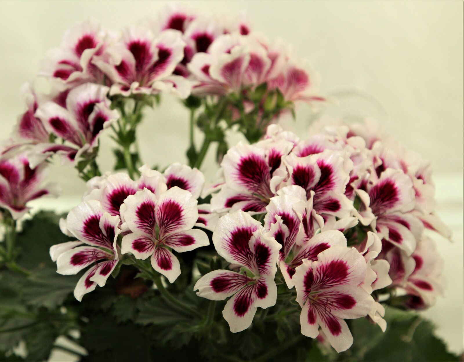 Canon EOS 1300D (EOS Rebel T6 / EOS Kiss X80) sample photo. Flower, flora, floral photography