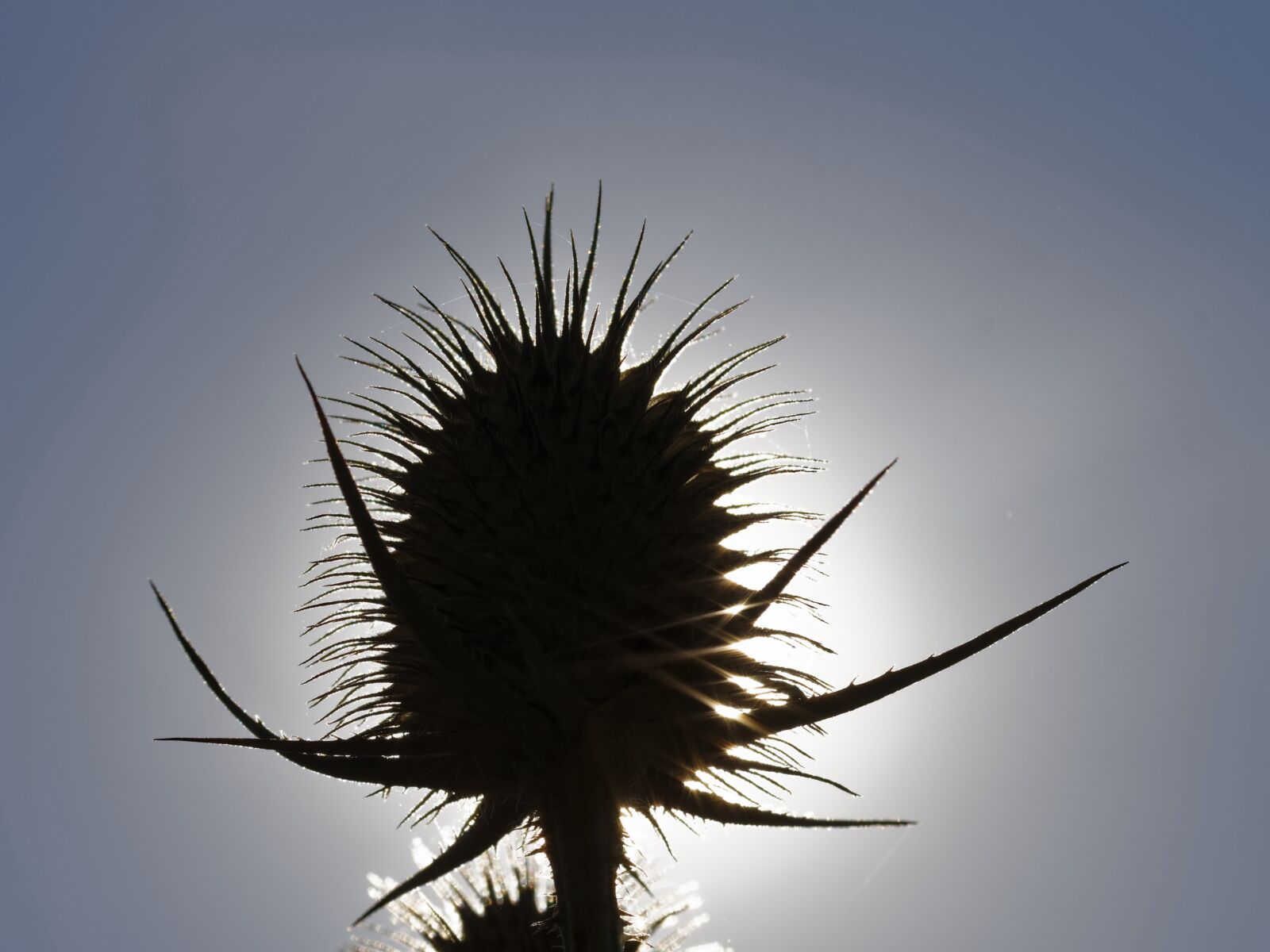 Nikon D5300 sample photo. Silhouette, fruit, porcupine photography