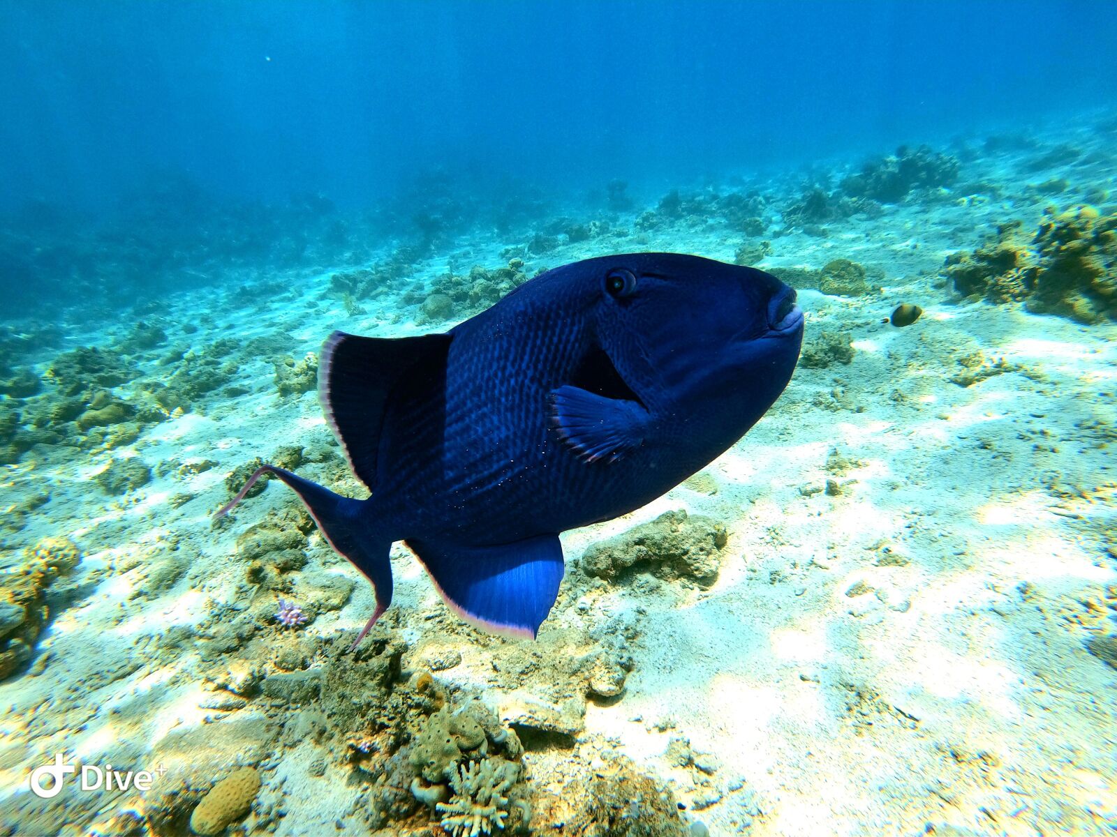 GoPro Hero7 Black sample photo. Wild, wilderness, trigerfish photography