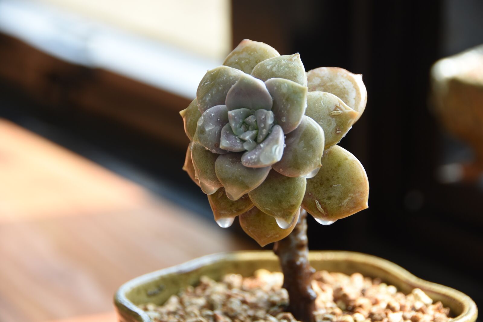 Nikon D7200 sample photo. Spring, a fleshy plant photography