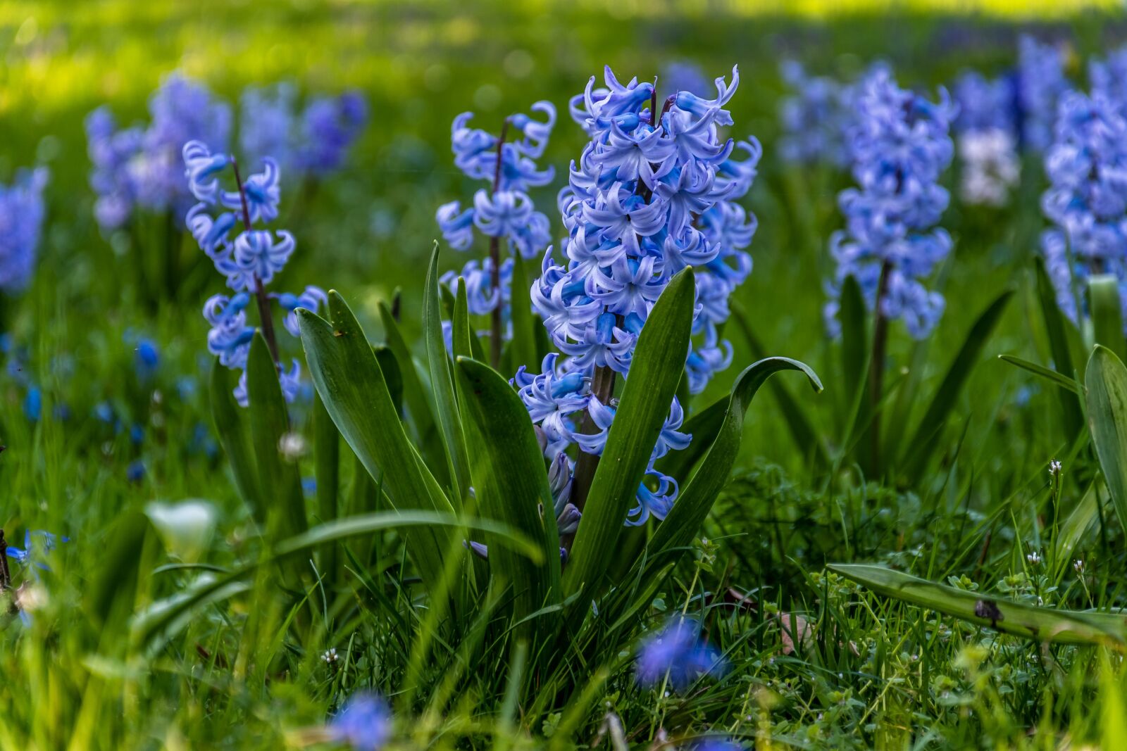 Nikon D500 sample photo. Flower, filed, countryside photography