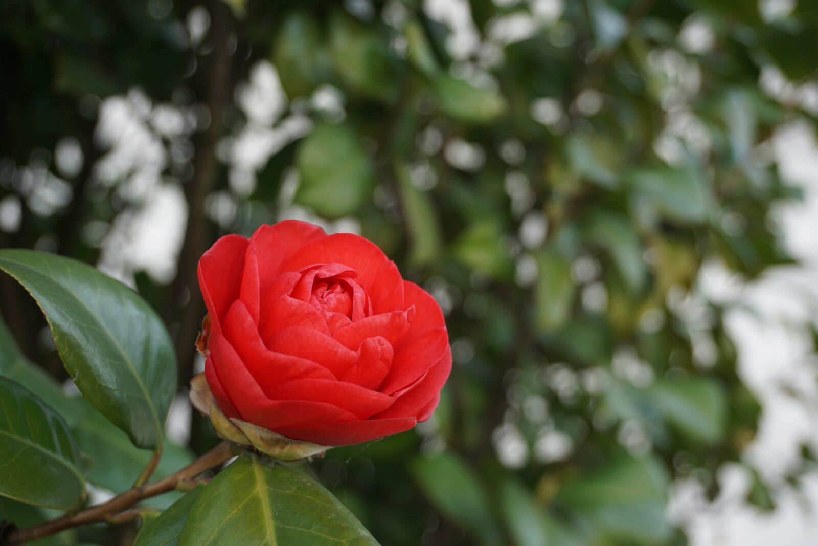 Sony a6000 sample photo. Camellia, flower tea, plant photography